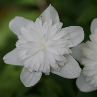 anemone nemorosa alboplena  Photo: A. Hoog